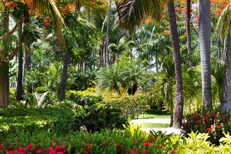 Blog In-article-images themed-garden-series-part-2-tropical-gardens