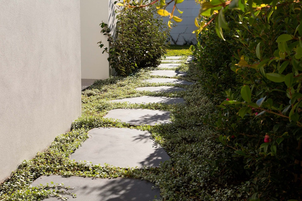 Blog hero-article-images 9-groundcovers-to-plant-around-stone
